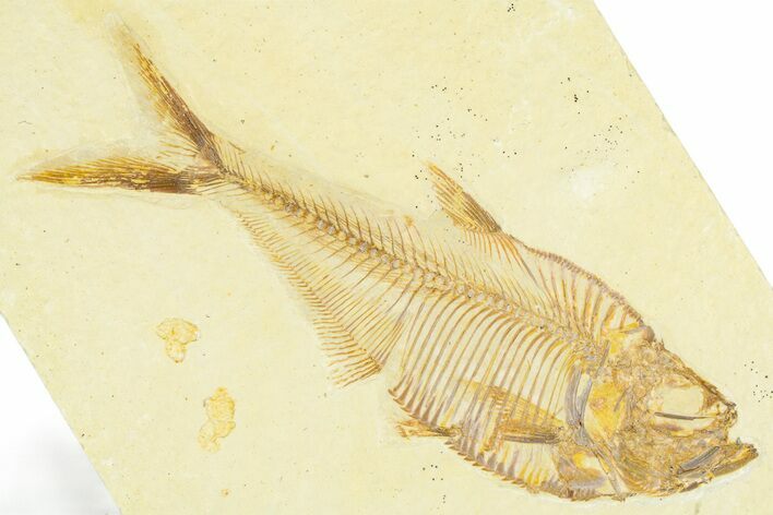 Detailed Fossil Fish (Diplomystus) - Wyoming #379422